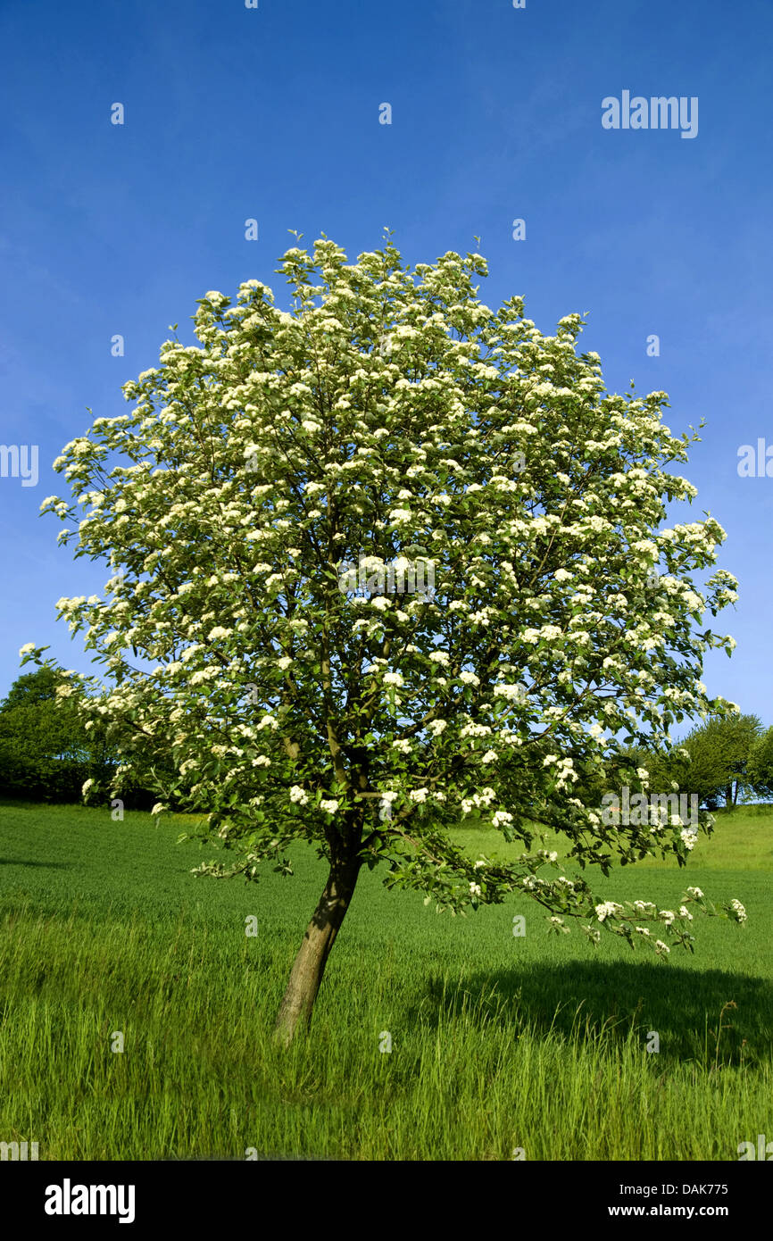 common whitebeam (Sorbus aria), blooming tree, Germany Stock Photo