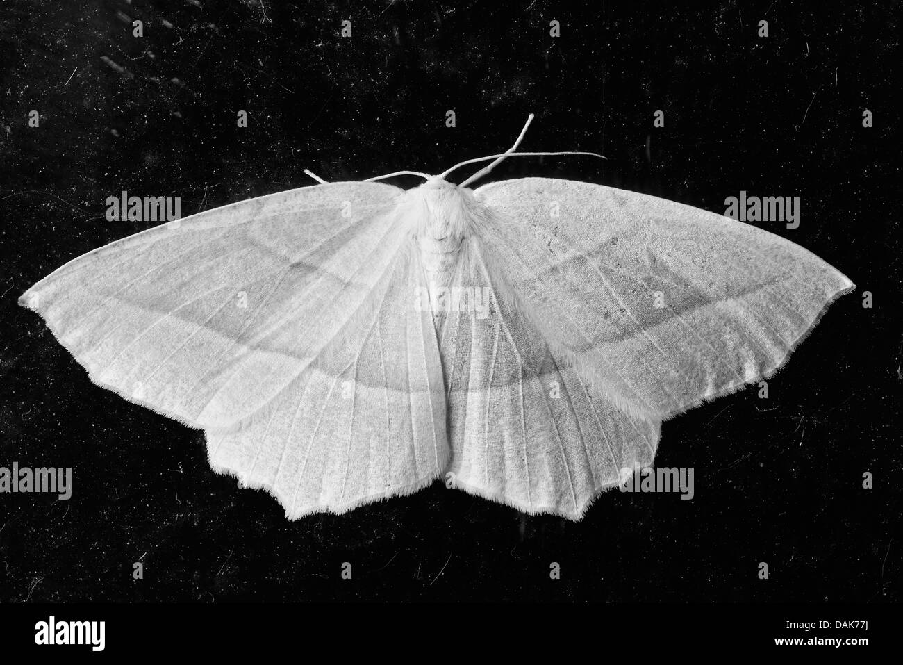 Common Moths Of Canada