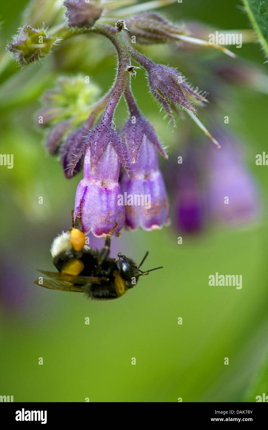 common comfrey (Symphytum officinale), blooming with humble bee, Germany Stock Photo
