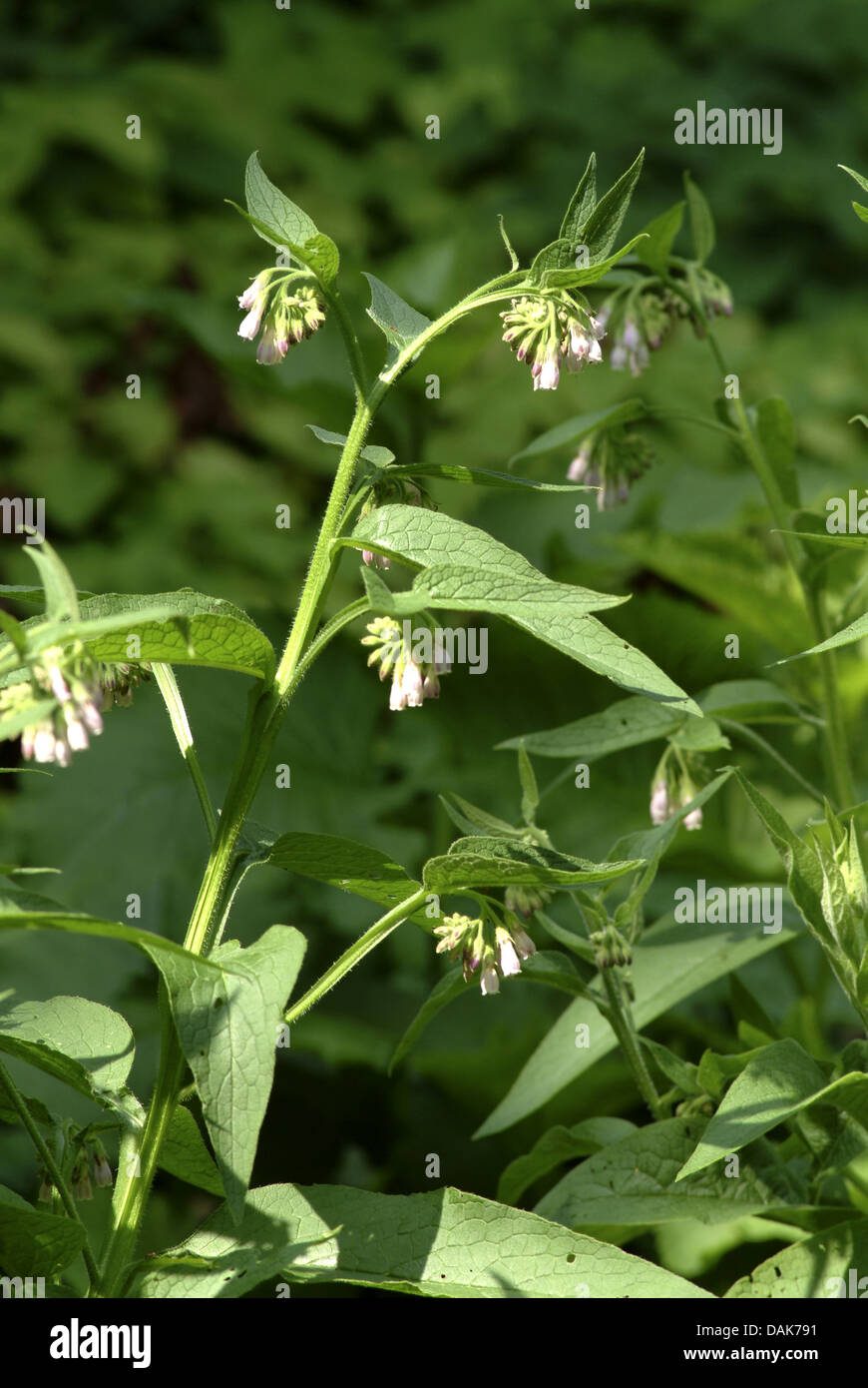 Russian comfrey (Symphytum x uplandicum), blooming with humble bee, Germany Stock Photo