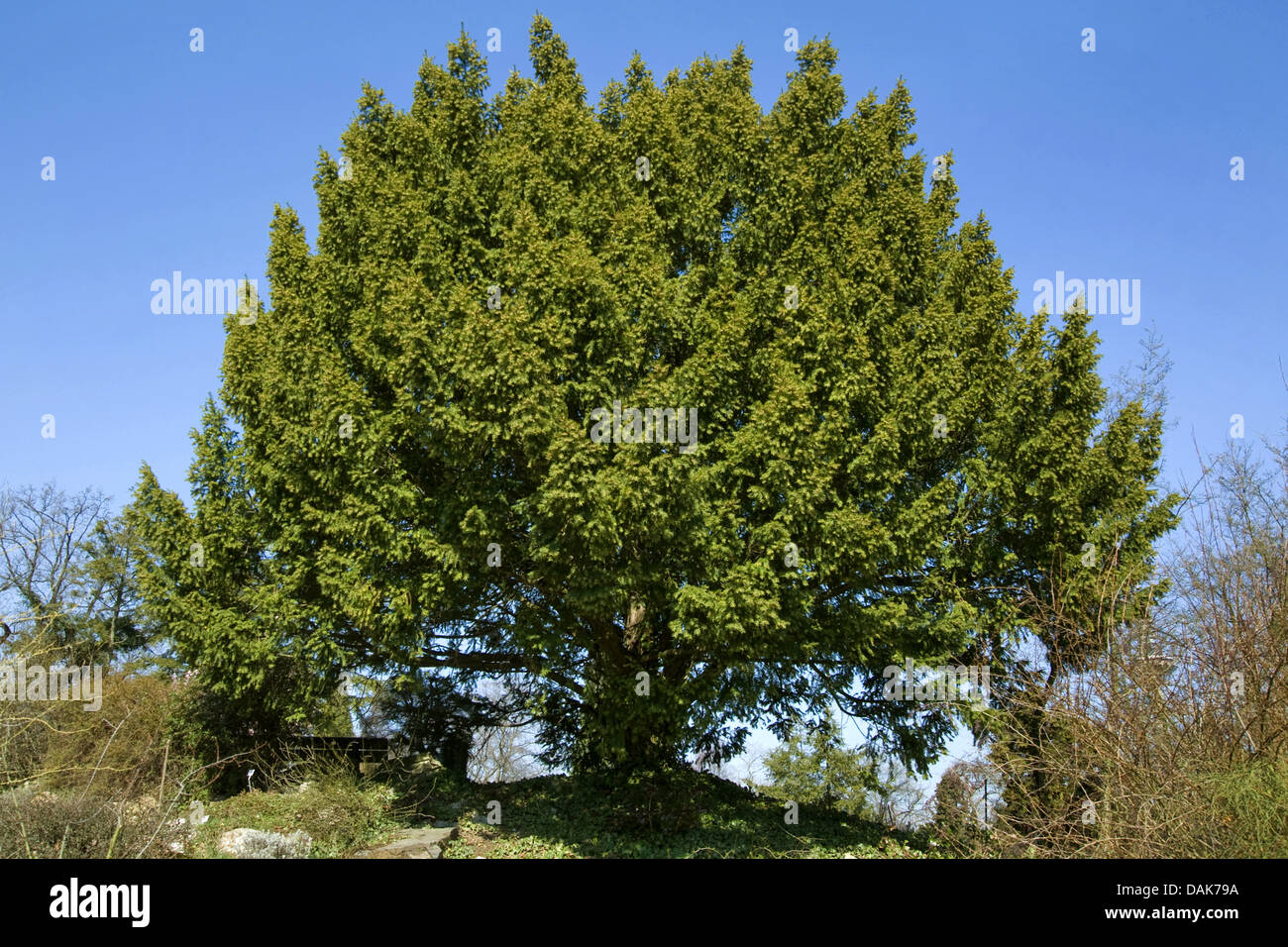 common yew (Taxus baccata), single tree, Germany Stock Photo