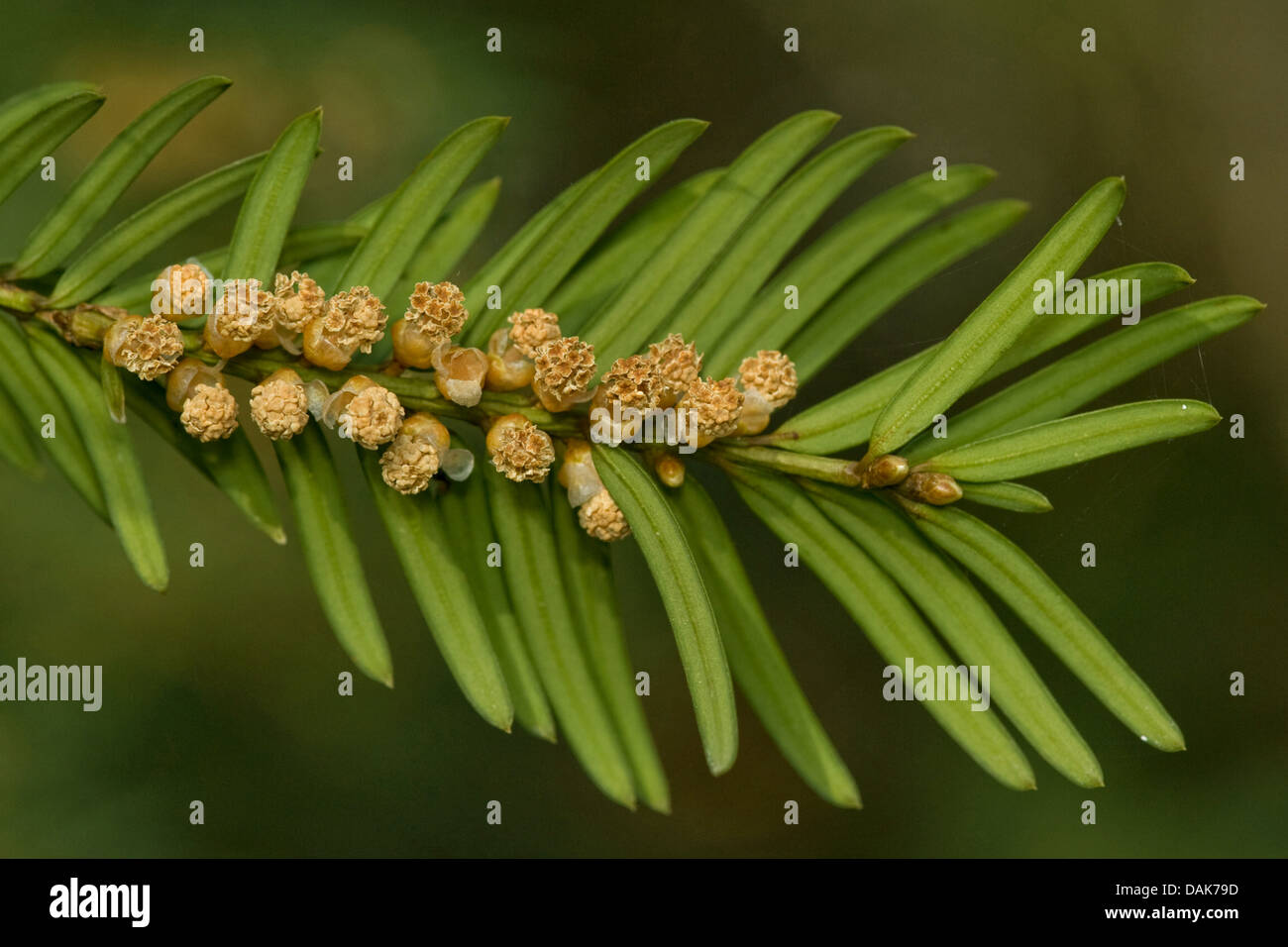 common yew (Taxus baccata), branch with male flowers, Germany Stock Photo