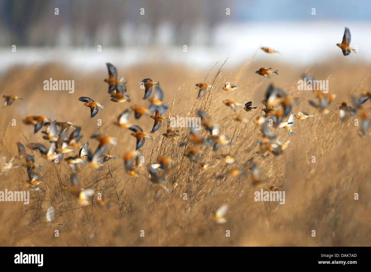 linnet (Carduelis cannabina, Acanthis cannabina), flock in flight, Belgium Stock Photo