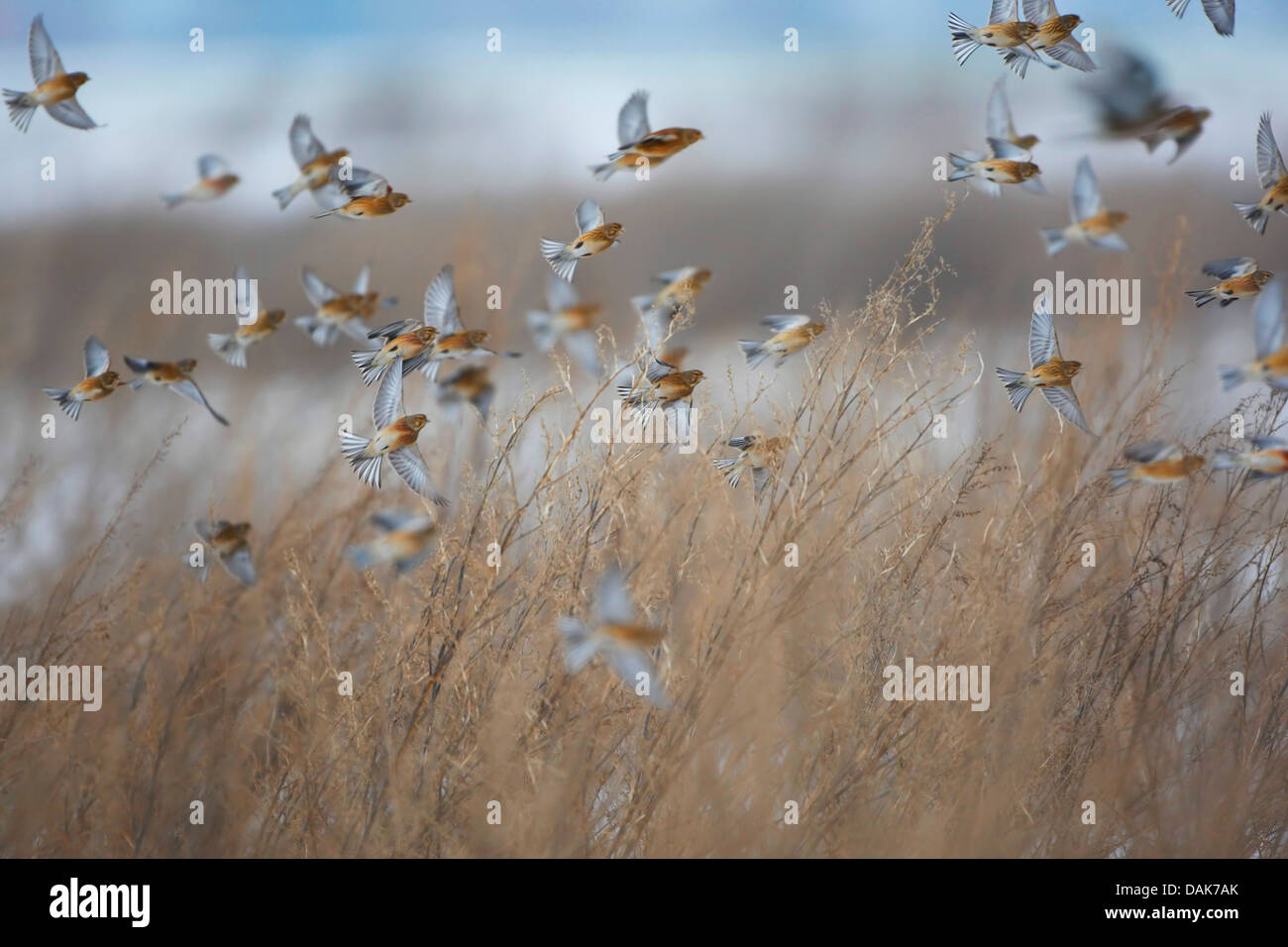 linnet (Carduelis cannabina, Acanthis cannabina), flock in flight, Belgium Stock Photo