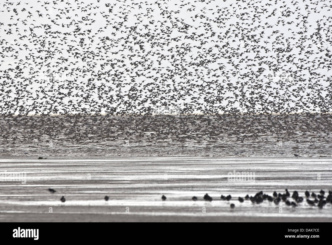 red knot (Calidris canutus), with oister catcher, Haematopus ostralegus, at the North sea, Netherlands, Terschelling Stock Photo
