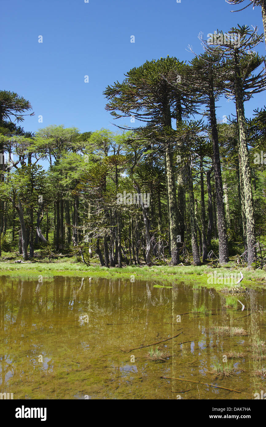 Chilean pine (Araucaria araucana), Laguna los Patos with Chilean Pines, Chile, Patagonia, Huerquenes National Park Stock Photo