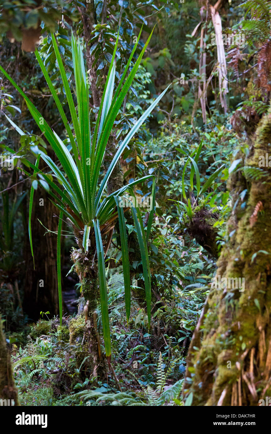 Montane temperate forest hires stock photography and images Alamy