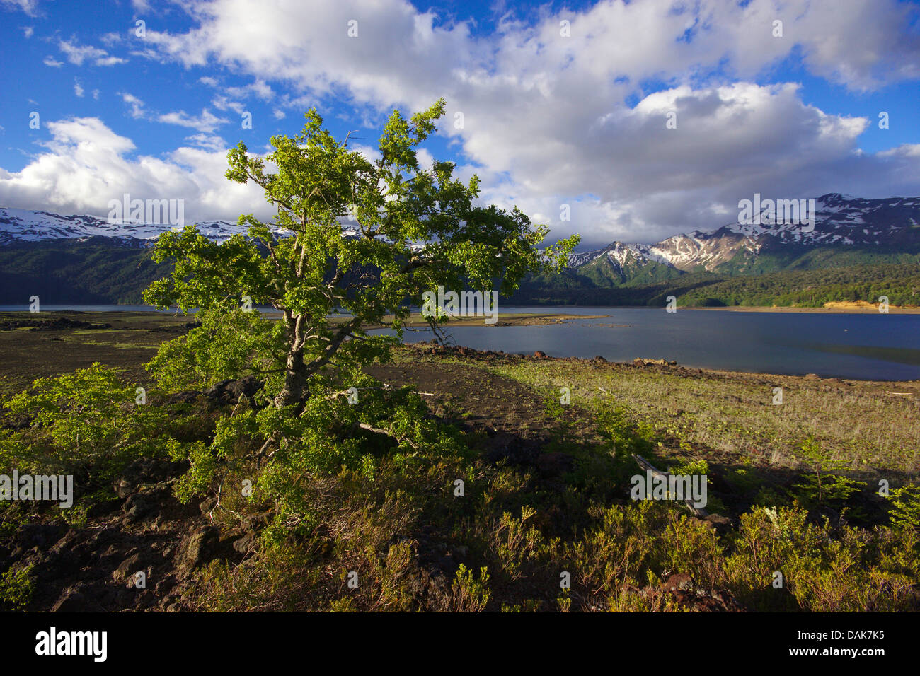 Lago Conguillio and Sierra Nevada in evening light, Chile, Patagonia ...