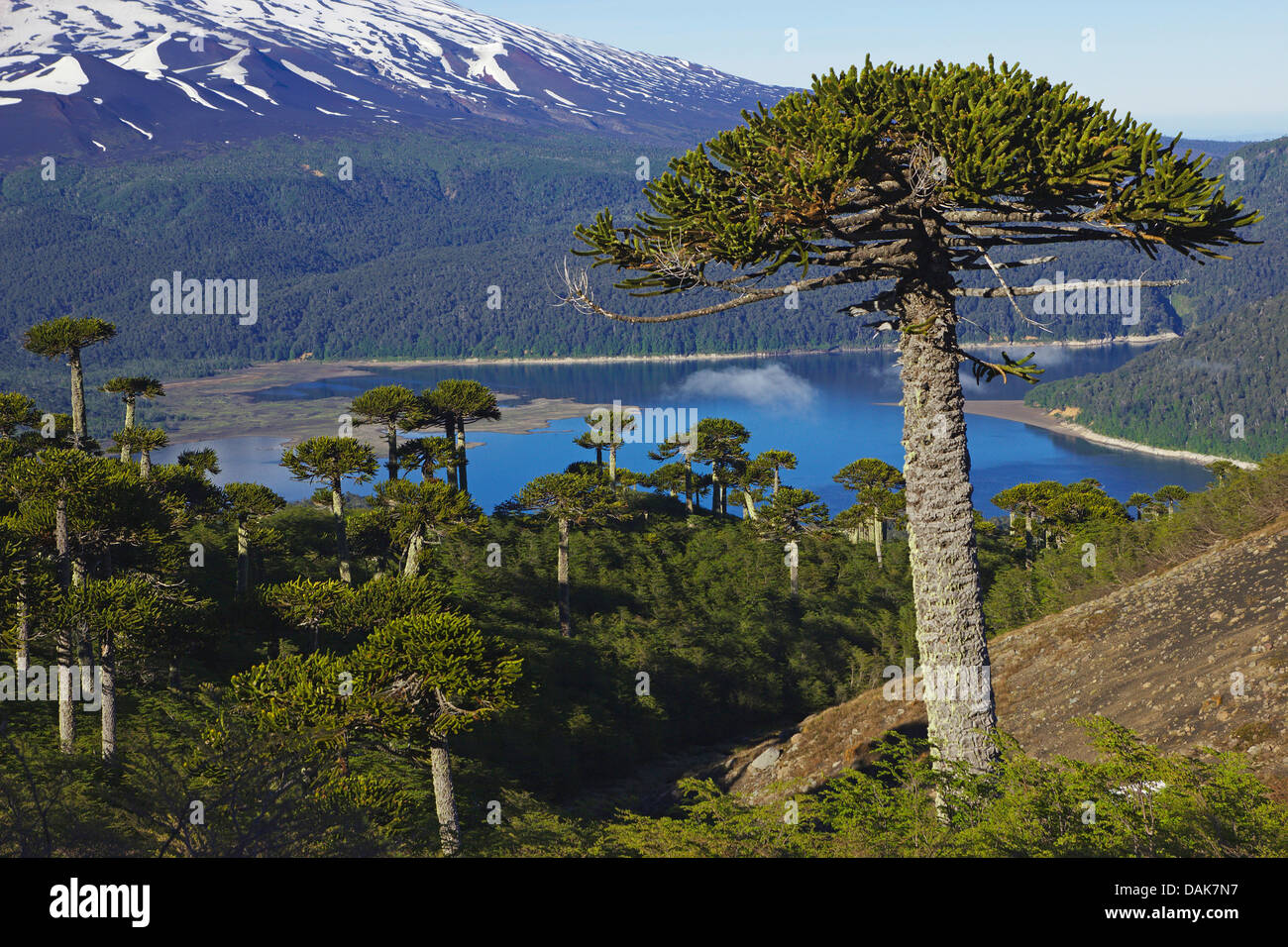 Chilean pine (Araucaria araucana), Chilean pines at Lago Conguillio with vulcano Llaima in morning light, view from Sierra Nevada, Chile, Patagonia, Andes, Conguillio National Park Stock Photo