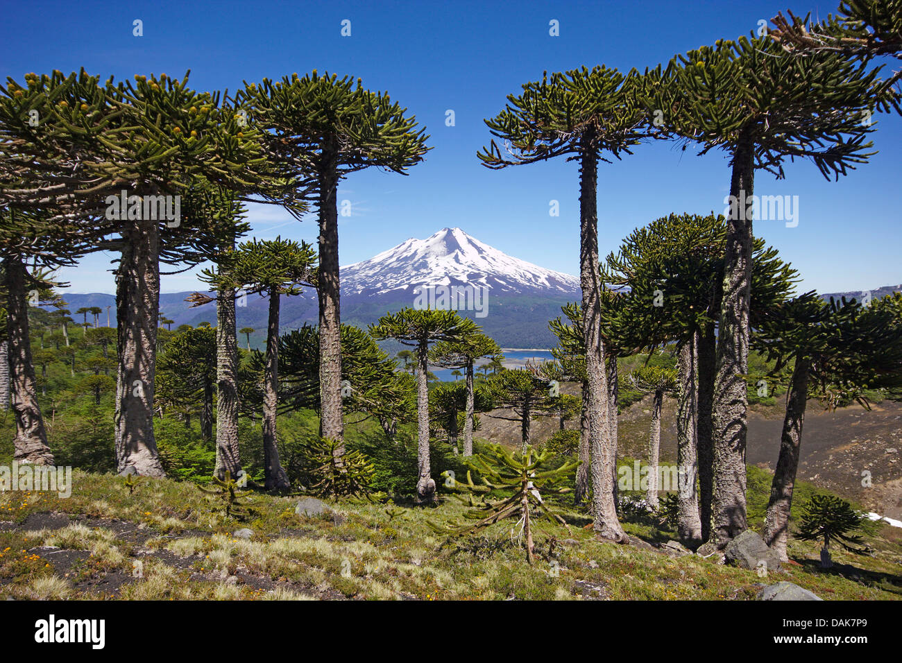 Chilean pine (Araucaria araucana), volcano Llaima with
