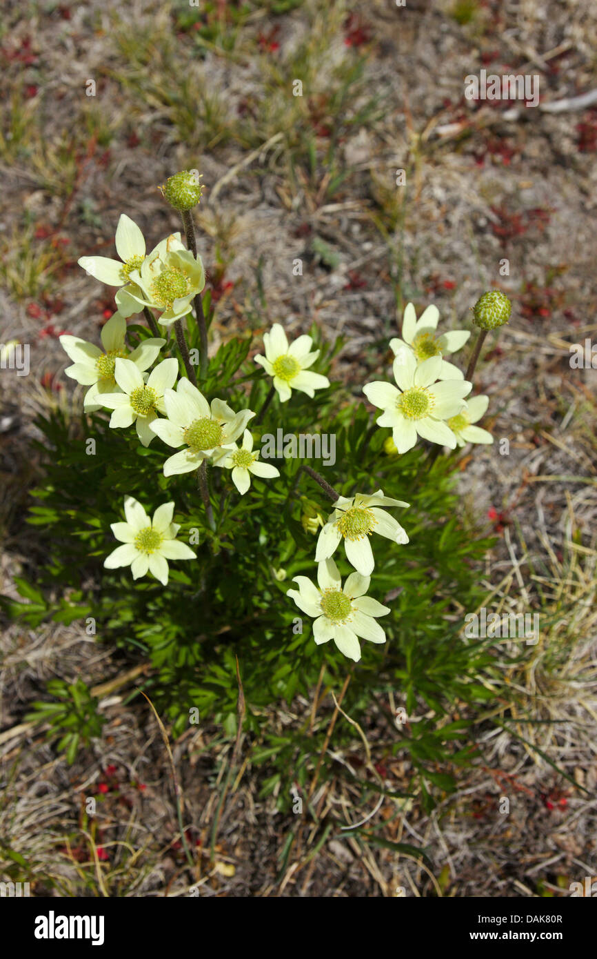 Cliff anemone, Pacific anemone, Early anemone, Cut-leaved Anemone (Anemone multifida, Anemone magellanica), blooming, Argentina, Patagonia, Los Glaciares National Park, El Chalten Stock Photo