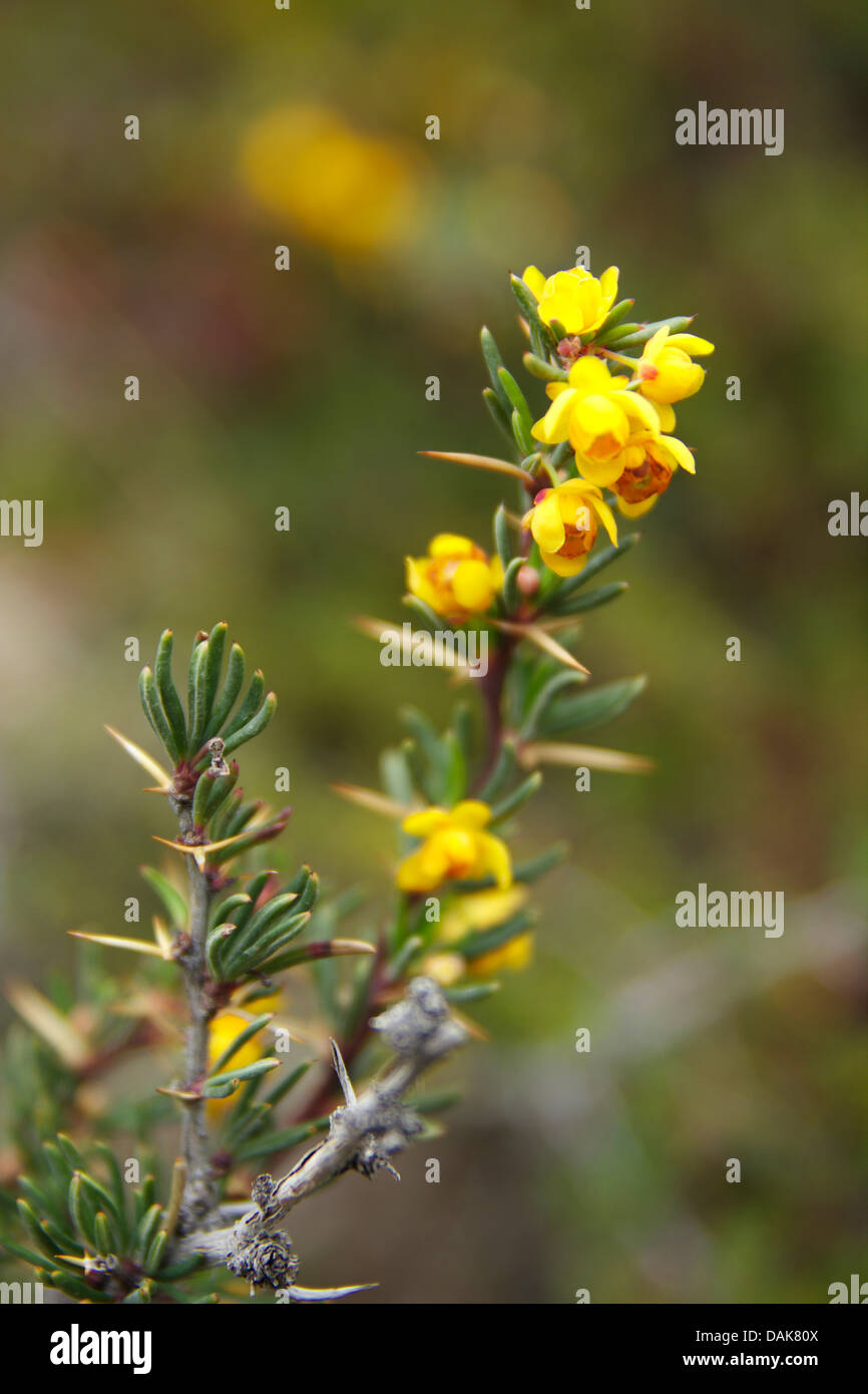 Crow Barberry, Golden Barberry (Berberis empetrifolia), blooming branch, Argentina, Patagonia, Los Glaciares National Park, El Chalten Stock Photo