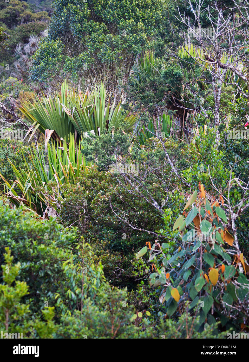 Montane temperate forest hires stock photography and images Alamy