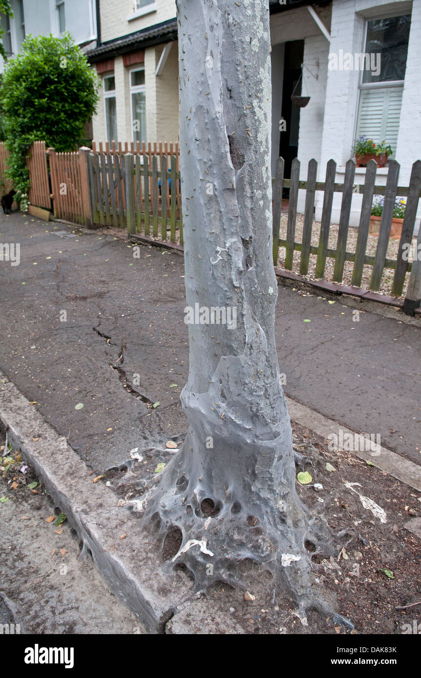 Bird Cherry Ermine Moth: Yponomeuta evonymella. larvae smothering trees in suburban street. Hampton, Middlesex, UK. June, 2013 Stock Photo