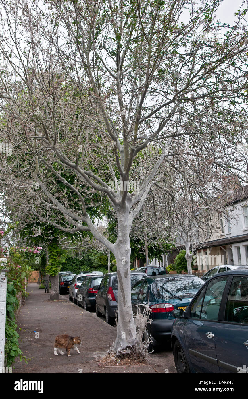 Bird Cherry Ermine Moth: Yponomeuta evonymella. larvae smothering trees in suburban street. Hampton, Middlesex, UK. June, 2013 Stock Photo