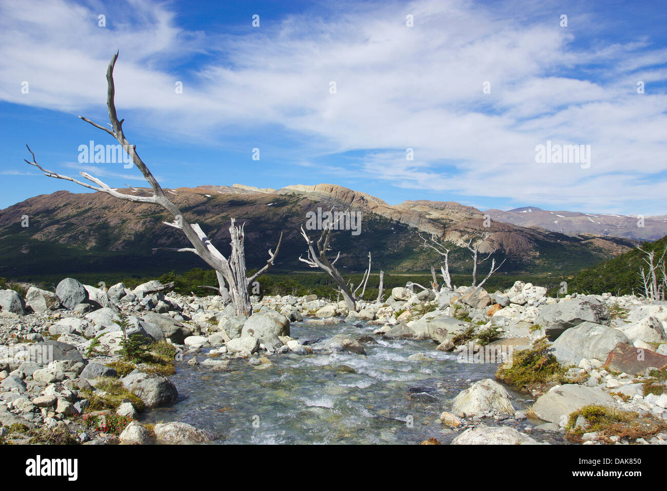 dead trees on alluvial fan, Argentina, Patagonia, Andes, Los Glaciares National Park Stock Photo