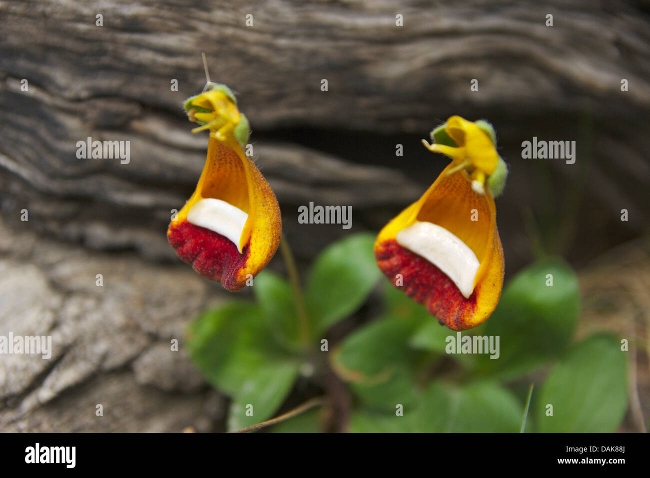 pocketbook plant, slipperwort, Darwin's Slipperflower (Calceolaria uniflora var. darwinii, Calceolaria darwinii), bloomung, Argentina, Patagonia, Andes, Los Glaciares National Park Stock Photo