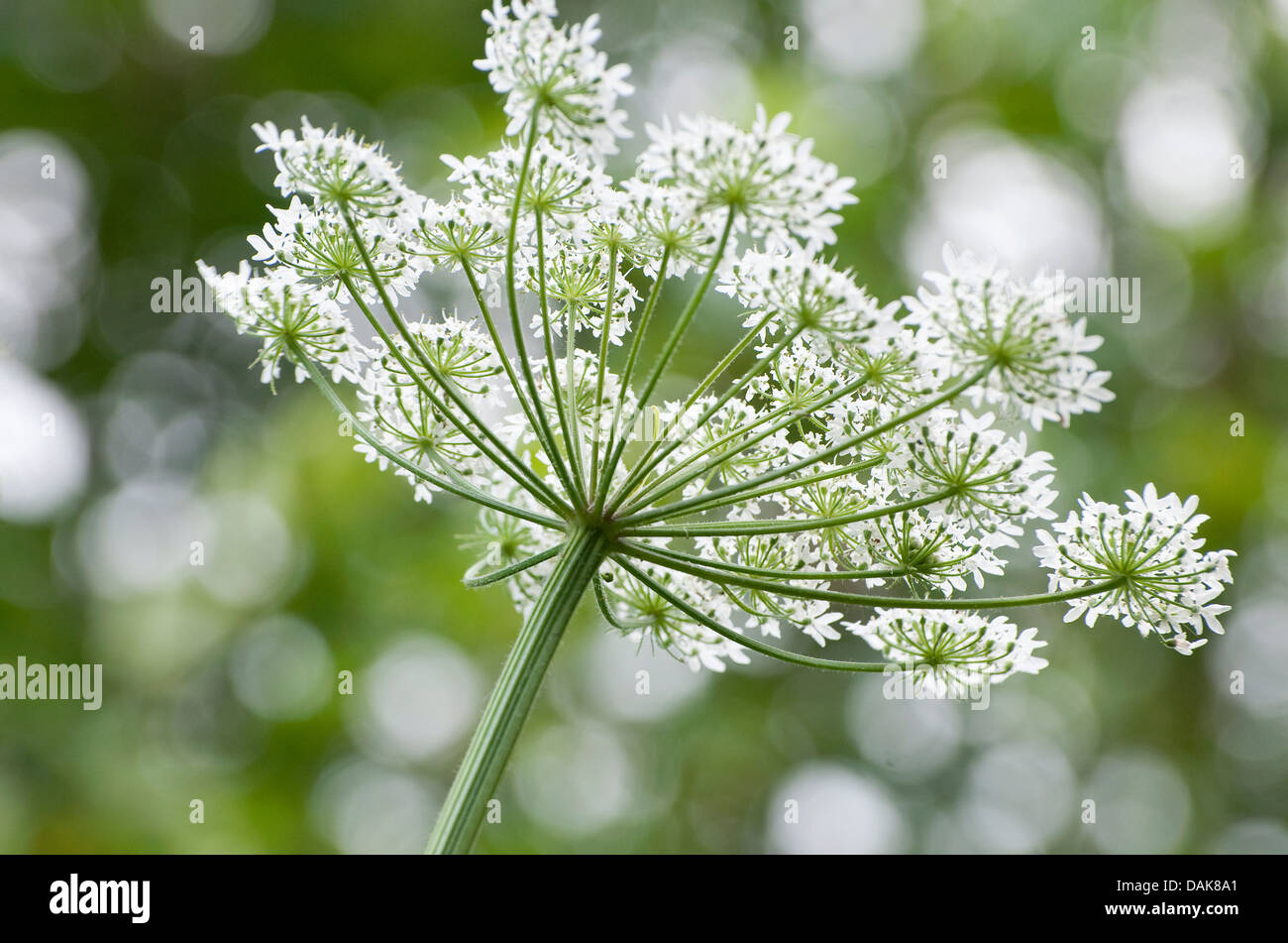 flowering cow parsley plant, norfolk, england Stock Photo