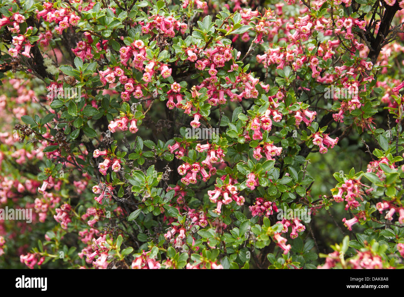 Escallonia rubra (Escallonia rubra), blooming, Argentina, Patagonia, Andes, Los Glaciares National Park Stock Photo