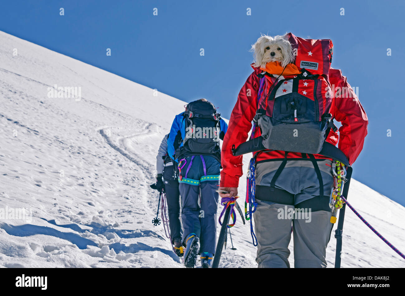 climbers with dog on Breithorn mountain (4164m), Zermatt, Valais, Swiss  Alps, Switzerland, Europe Stock Photo - Alamy