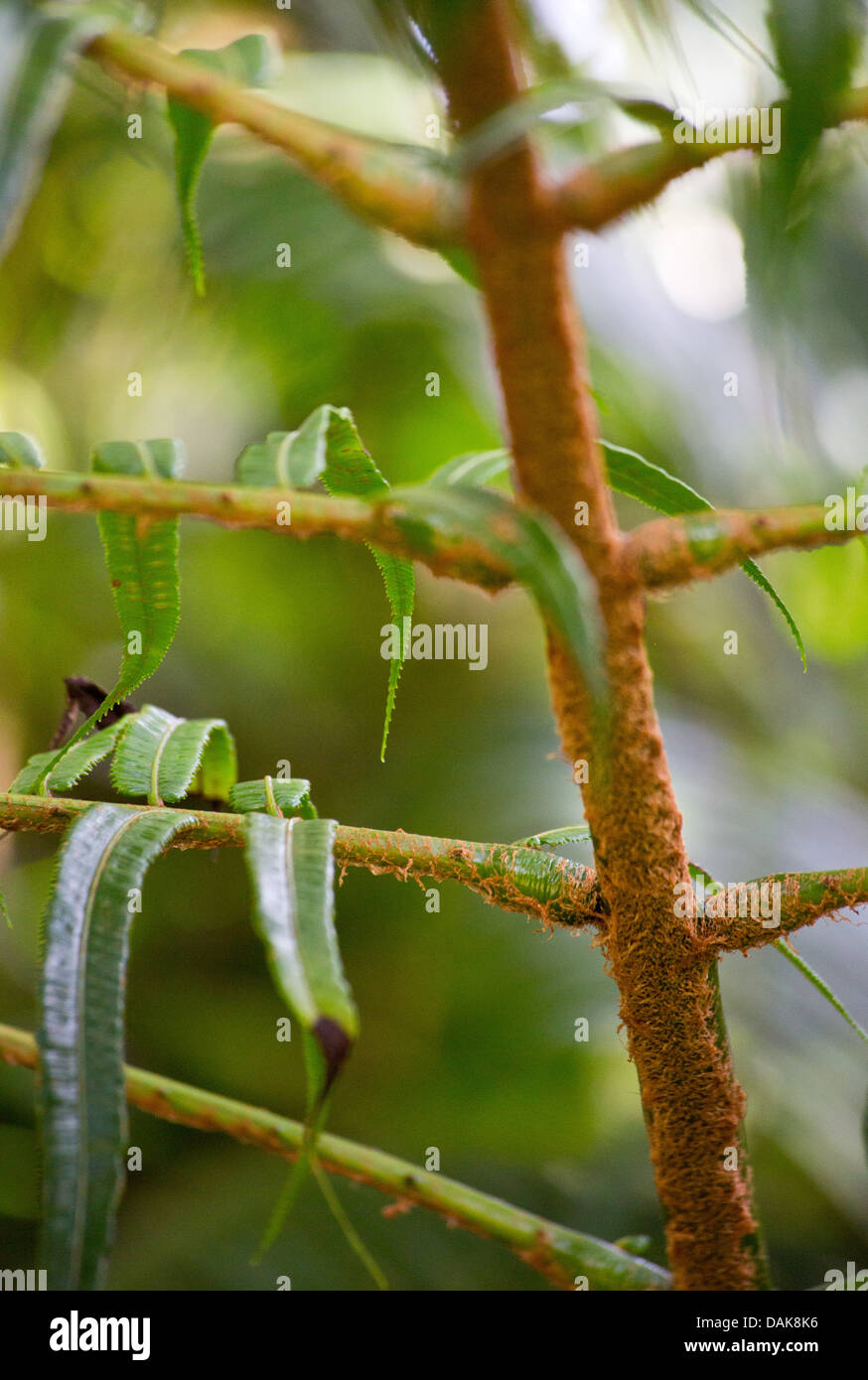 Detail of a tree fern in the Papua New Guinea highlands Stock Photo
