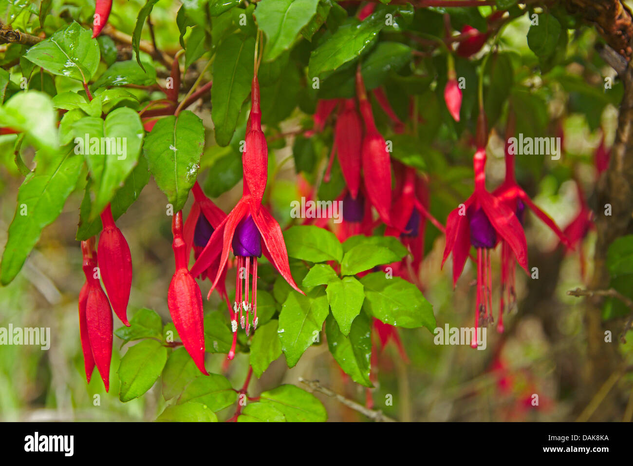 Hardy Fuchsia (Fuchsia magellanica), blooming, Chile, Patagonia, Torres del Paine National Park Stock Photo