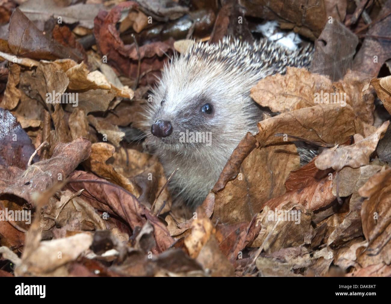 Hedgehog nest hires stock photography and images Alamy