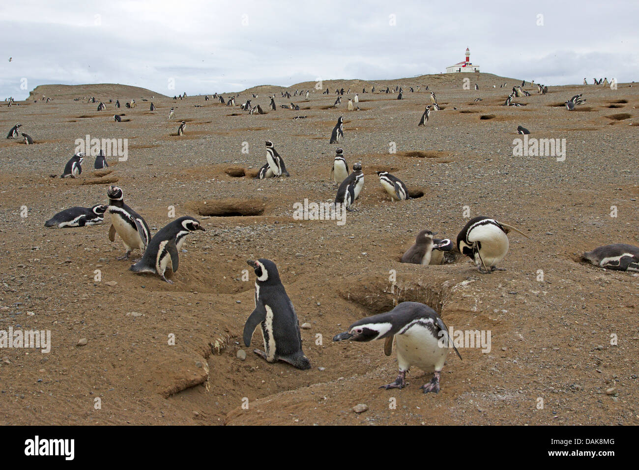 Magellanic penguin (Spheniscus magellanicus), penguin colony, Chile, Isla Magdalena, Punta Arenas Stock Photo