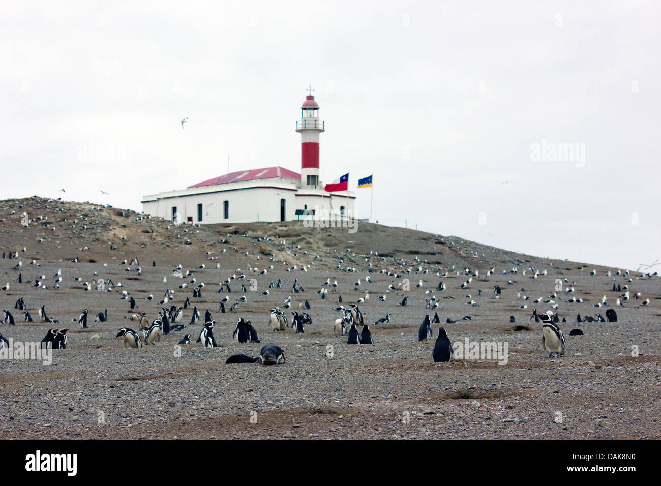 Magellanic penguin (Spheniscus magellanicus), penguin colony in front of a lighthouse, Chile, Isla Magdalena, Punta Arenas Stock Photo