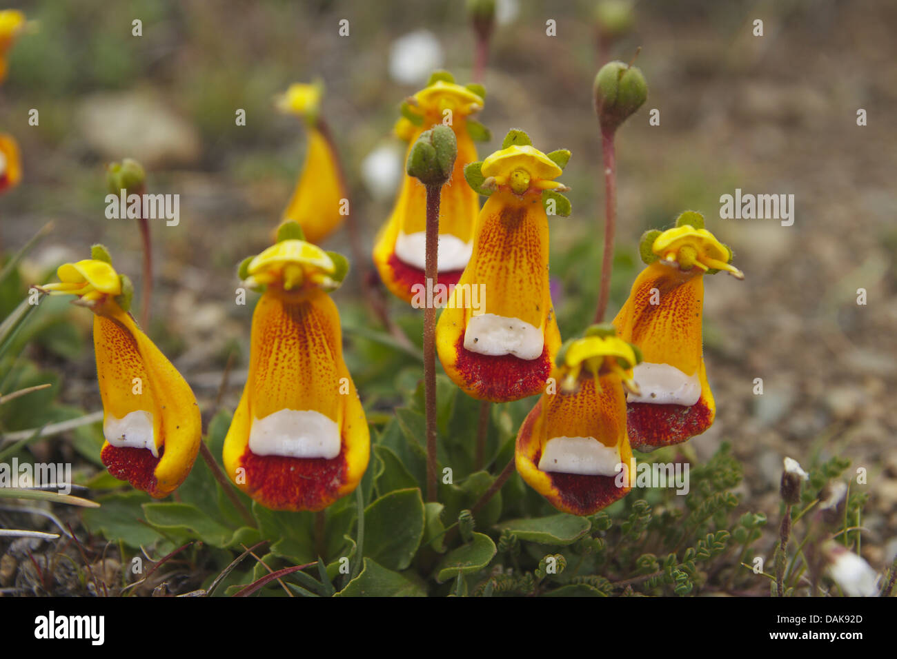 pocketbook plant, slipperwort, Darwin's Slipperflower (Calceolaria uniflora var. darwinii, Calceolaria darwinii), blooming, Argentina, Patagonia, Perito Moreno National Park Stock Photo