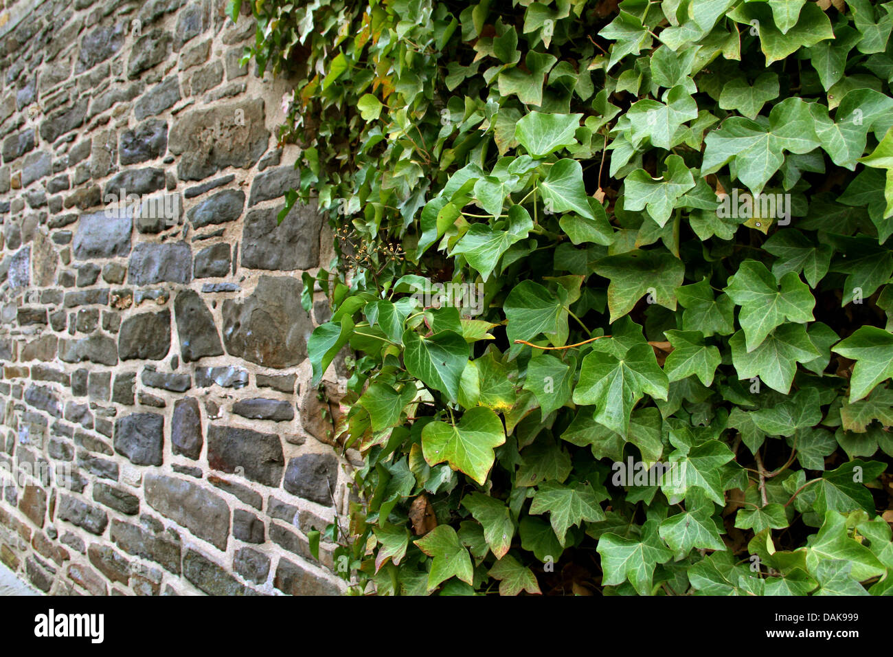 English ivy, common ivy (Hedera helix), at a wall, Germany Stock Photo