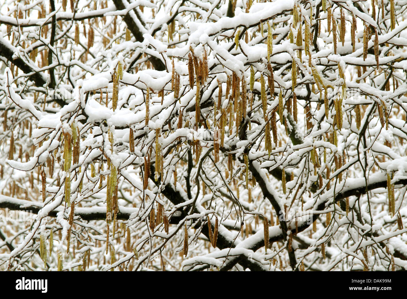 hazelnut (Corylus avellana), flowering hazelnut in winter Stock Photo