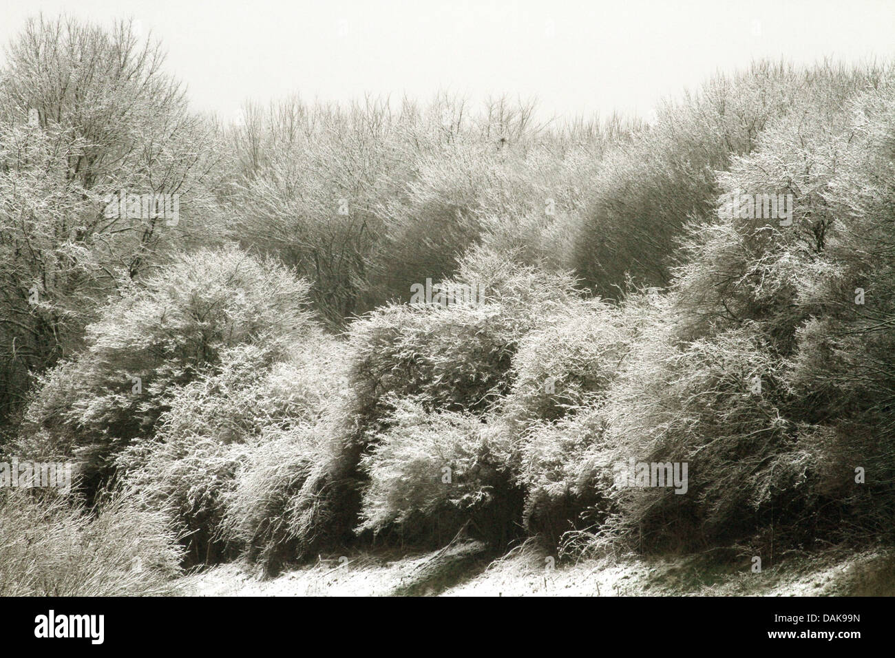 snowcovered bushes and trees in the Ruhr valley, Germany, North Rhine-Westphalia, Ruhr Area, Essen Stock Photo