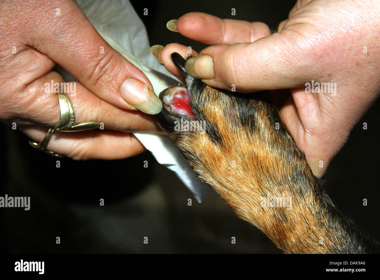 woman looking at the burn wound of dog�s paw Stock Photo - Alamy