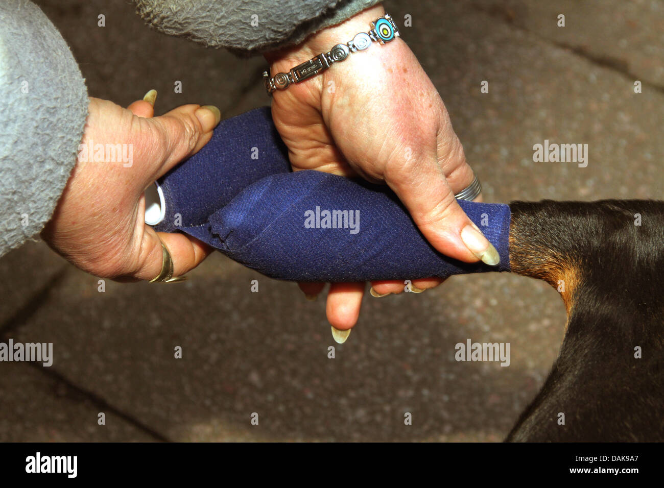 woman taping up a dog's paw Stock Photo