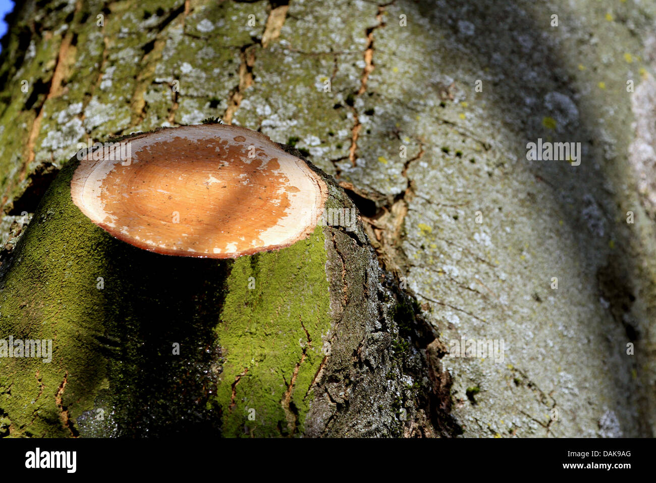 Trunk trunks branch branches cut log logs hi-res stock photography and ...