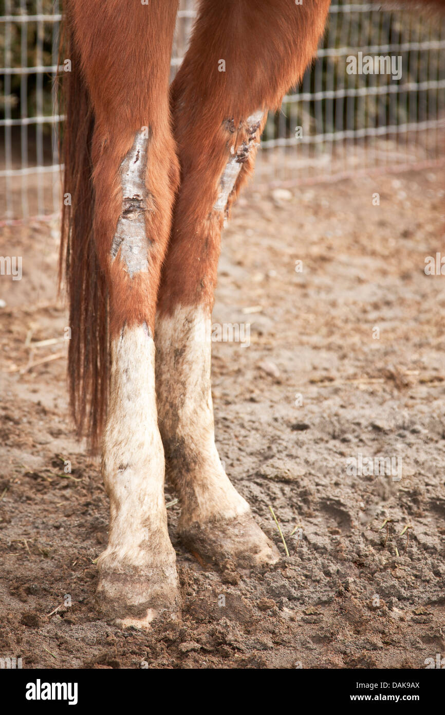 Wound Healing Of All High Resolution Stock Photography and Images Alamy