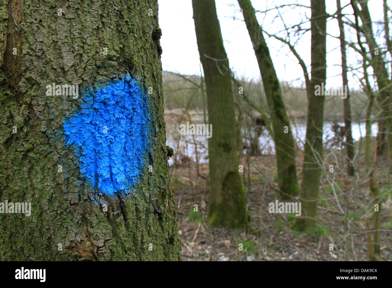 tree trunk marked vor felling, Germany Stock Photo