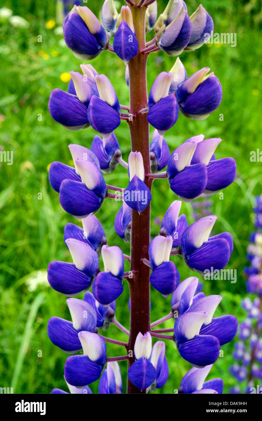 bigleaf lupine, many-leaved lupine, garden lupin (Lupinus polyphyllus), flowers, Germany, North Rhine-Westphalia Stock Photo