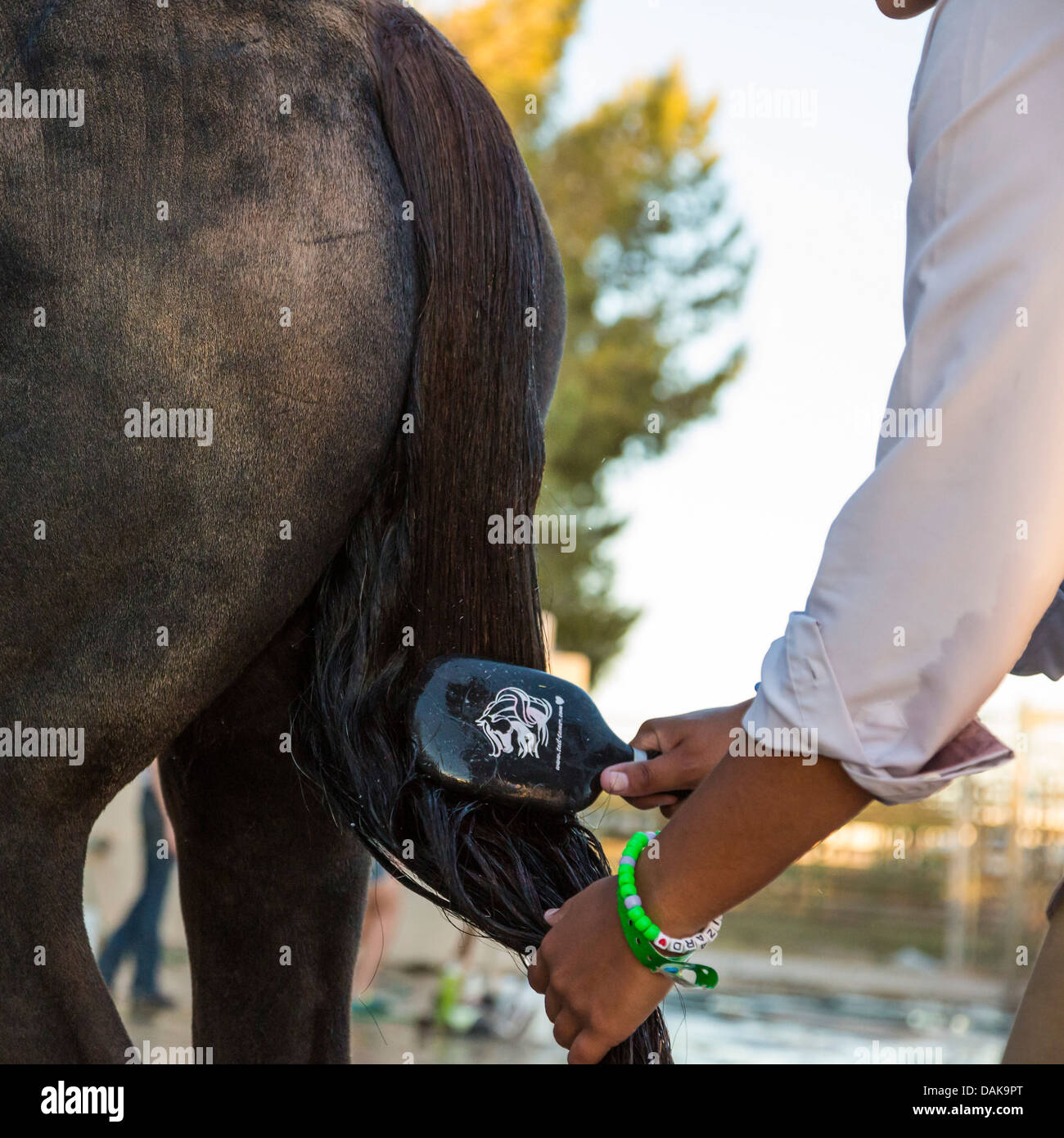 Brushing Horse High Resolution Stock Photography and Images Alamy