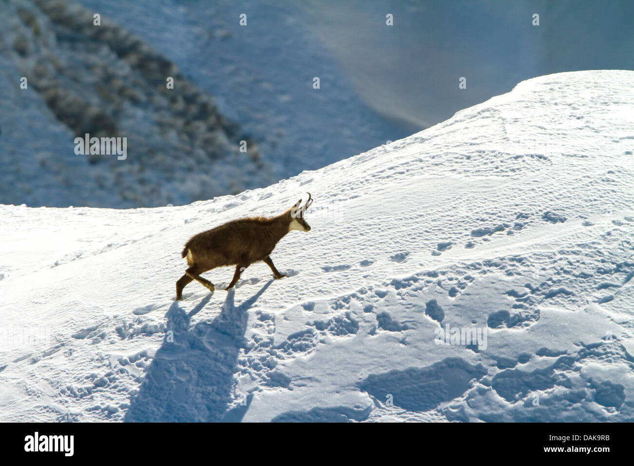 chamois (Rupicapra rupicapra), chamois walking over a snow field in the tracks of another one, Switzerland, Valais, Gemmipass Stock Photo