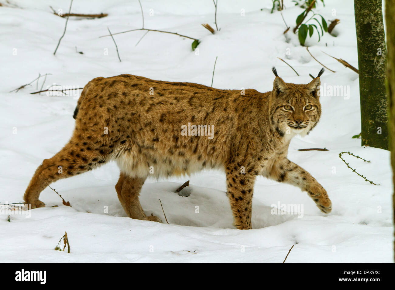 Eurasian lynx (Lynx lynx), walking in snowy forest, Switzerland Stock ...