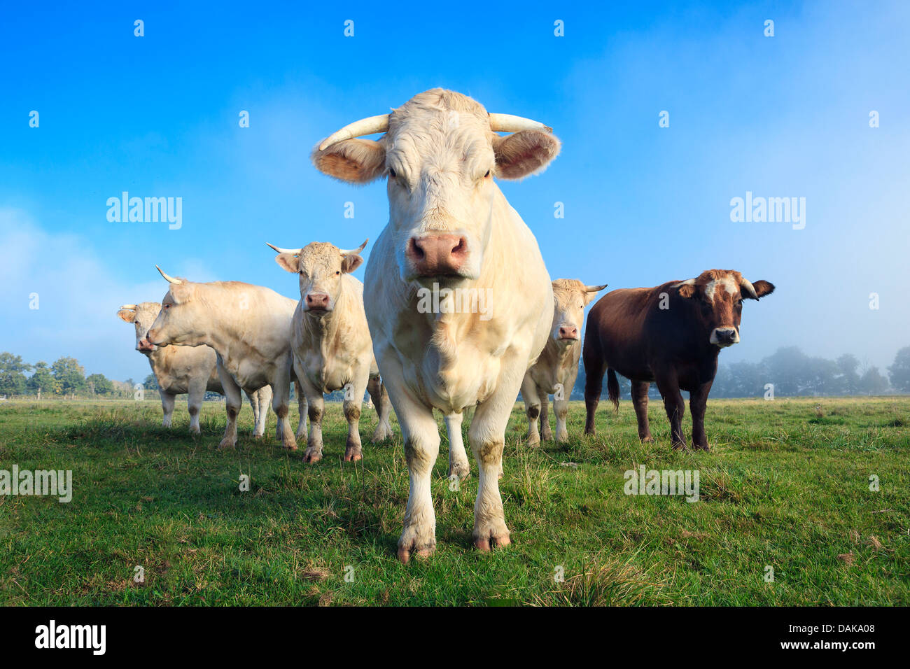 herd of young white cows on green meadow Stock Photo