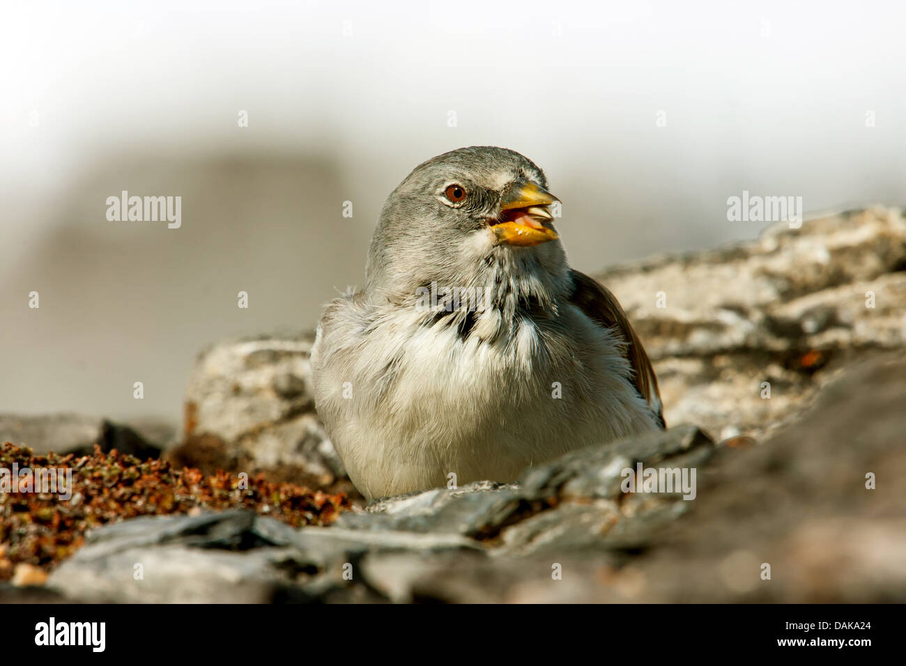 white-winged snow finch (Montifringilla nivalis), feeding amongst rocks, Switzerland, Valais Stock Photo