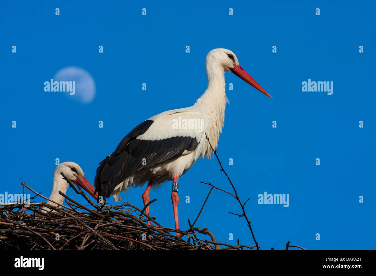 white stork (Ciconia ciconia), two storks at their nest with moon in the background, Switzerland, Sankt Gallen Stock Photo