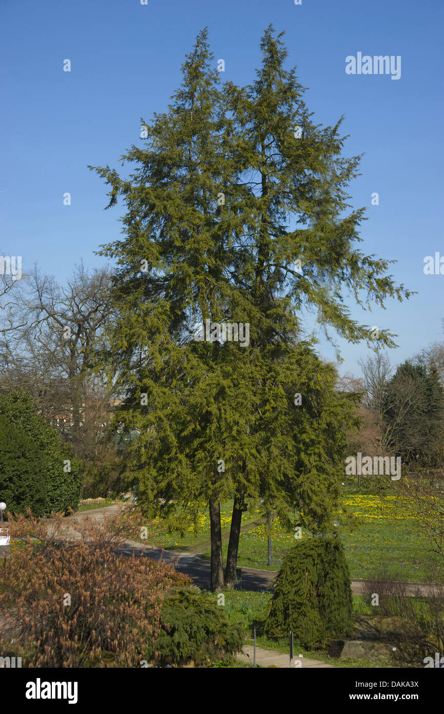 hemlock spruce, eastern hemlock (Tsuga canadensis), two free standing trees in a park Stock Photo