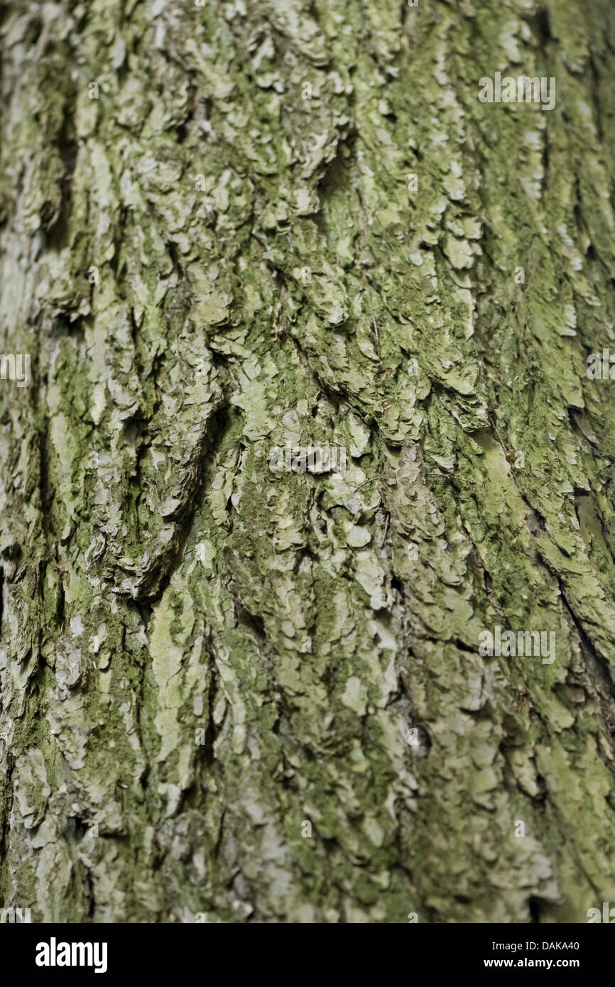 hemlock spruce, eastern hemlock (Tsuga canadensis), bark Stock Photo