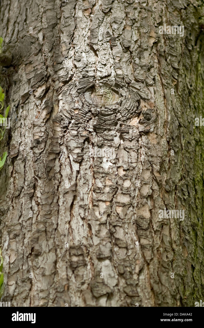hemlock spruce, eastern hemlock (Tsuga canadensis), bark Stock Photo