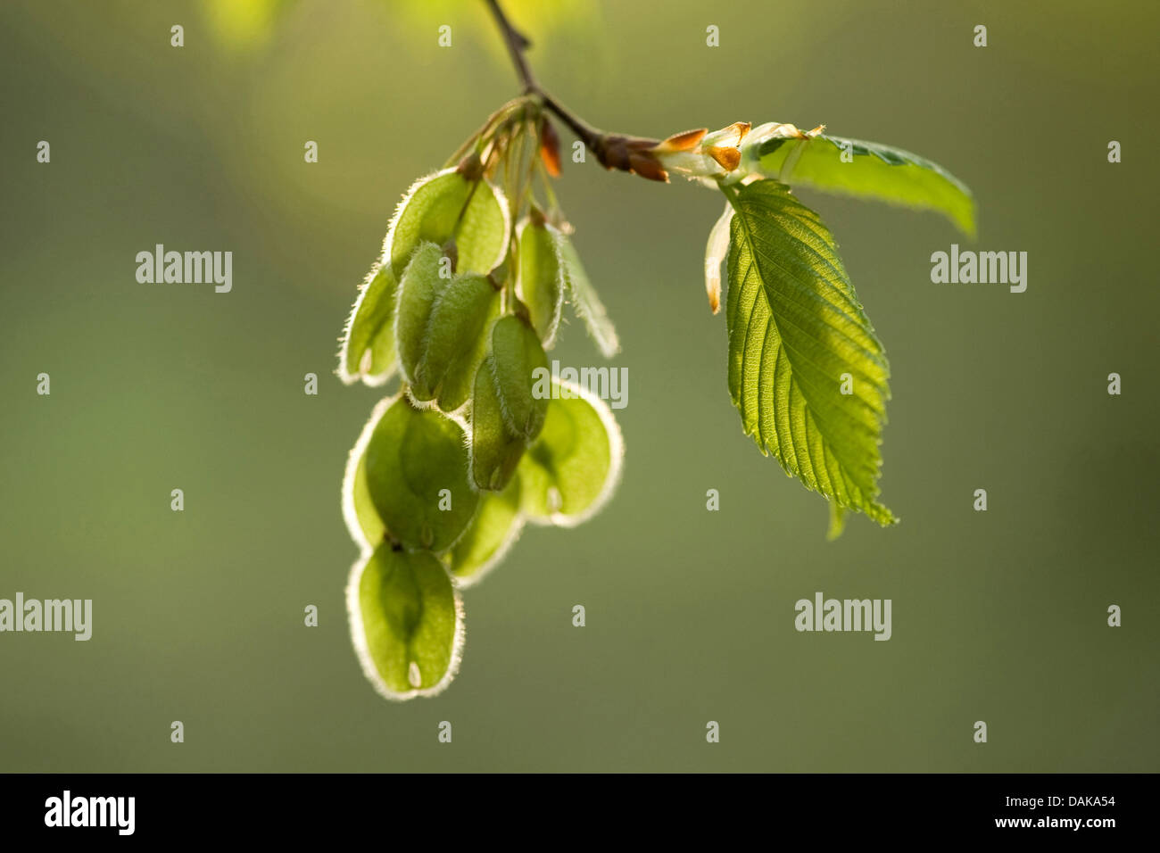 European elm, European white elm (Ulmus laevis), branch with fruits in sunlight, Germany Stock Photo
