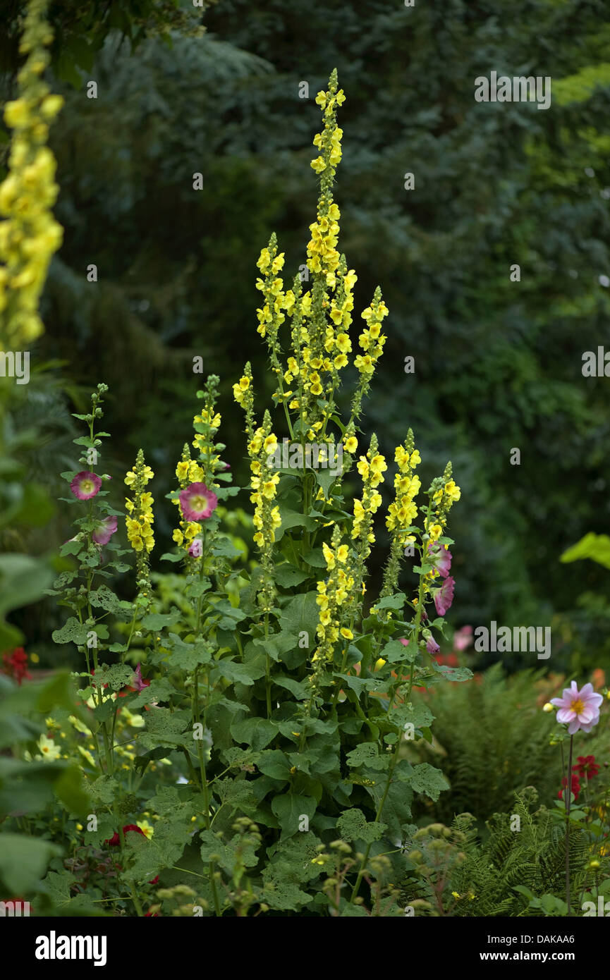 clasping-leaf mullein (Verbascum phlomoides), blooming, Germany, BG GI Stock Photo